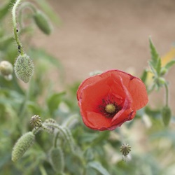 Papaver rhoeas