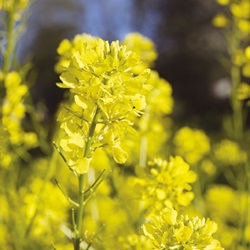 Sinapis spp