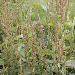 Rumex spp