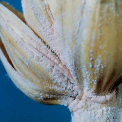 Fusarium roseum