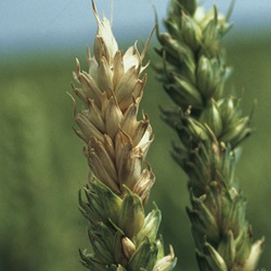 Fusarium culmorum