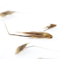 Avena fatua
