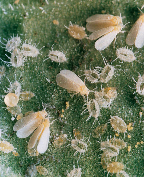Imagines und Nymphen der Kohlmottenschildlaus (Trialeurodes vaporariorum).
Adults and nymphs of the glasshouse whitefly (Trialeurodes vaporariorum).