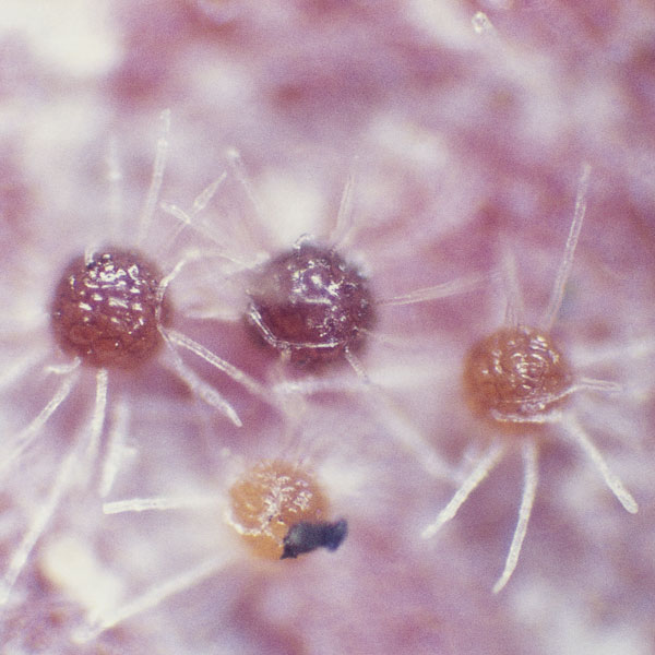 Uncinula necator image