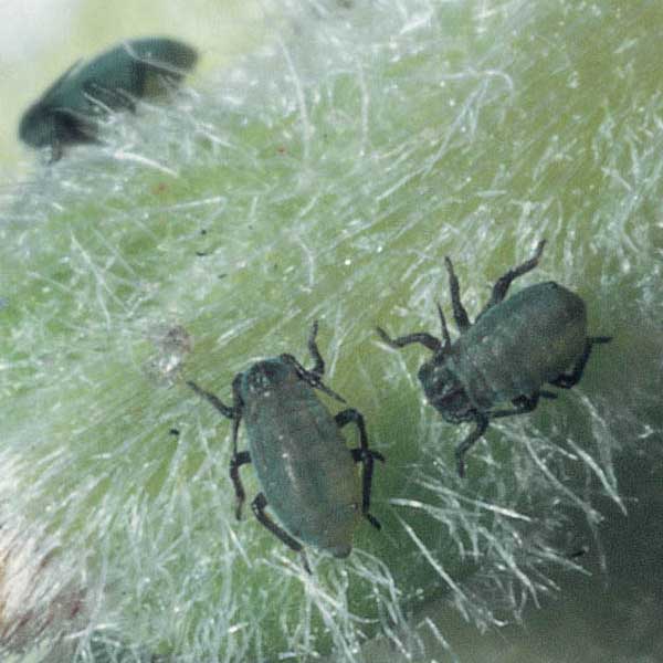 Aphis pomi
