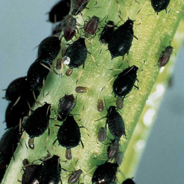 Aphis fabae