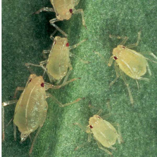 Aphis gossypii
