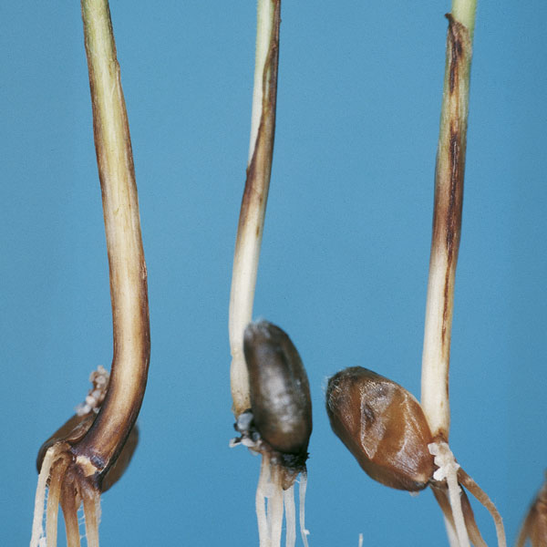 Septoria nodorum
