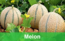melon